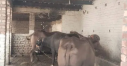 3 Kanal Dairy Farm Available For Rent nearby Ferozepur Road, Lahore