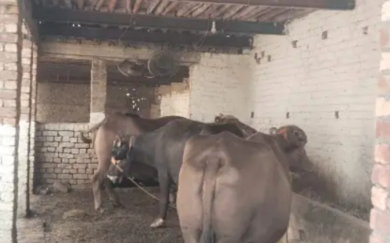 3 Kanal Dairy Farm Available For Rent nearby Ferozepur Road, Lahore