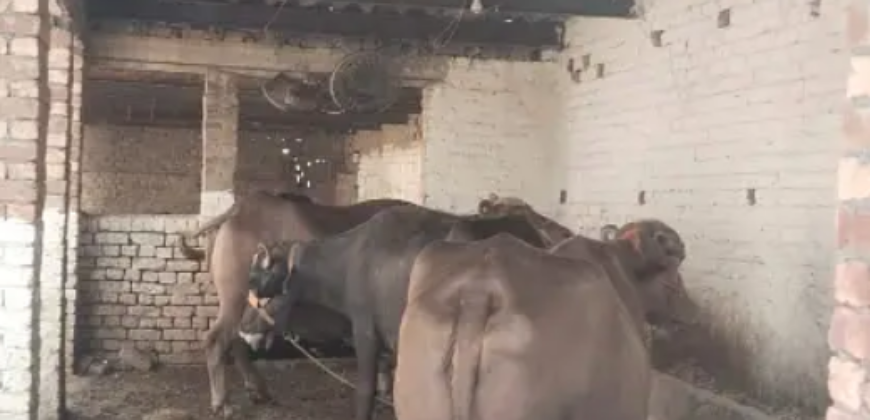 3 Kanal Dairy Farm Available For Rent nearby Ferozepur Road, Lahore