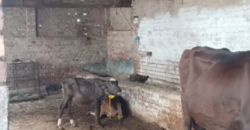 3 Kanal Dairy Farm Available For Rent nearby Ferozepur Road, Lahore