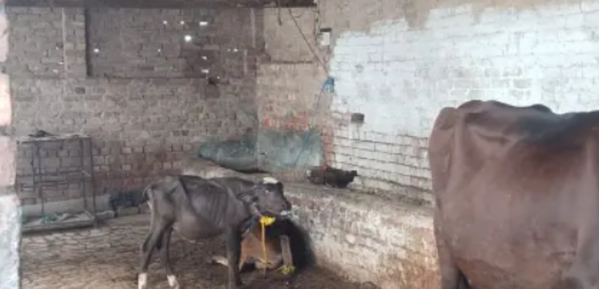 3 Kanal Dairy Farm Available For Rent nearby Ferozepur Road, Lahore